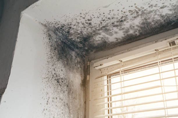 Affordable Mold Remediation solutions in Vauxhall, NJ